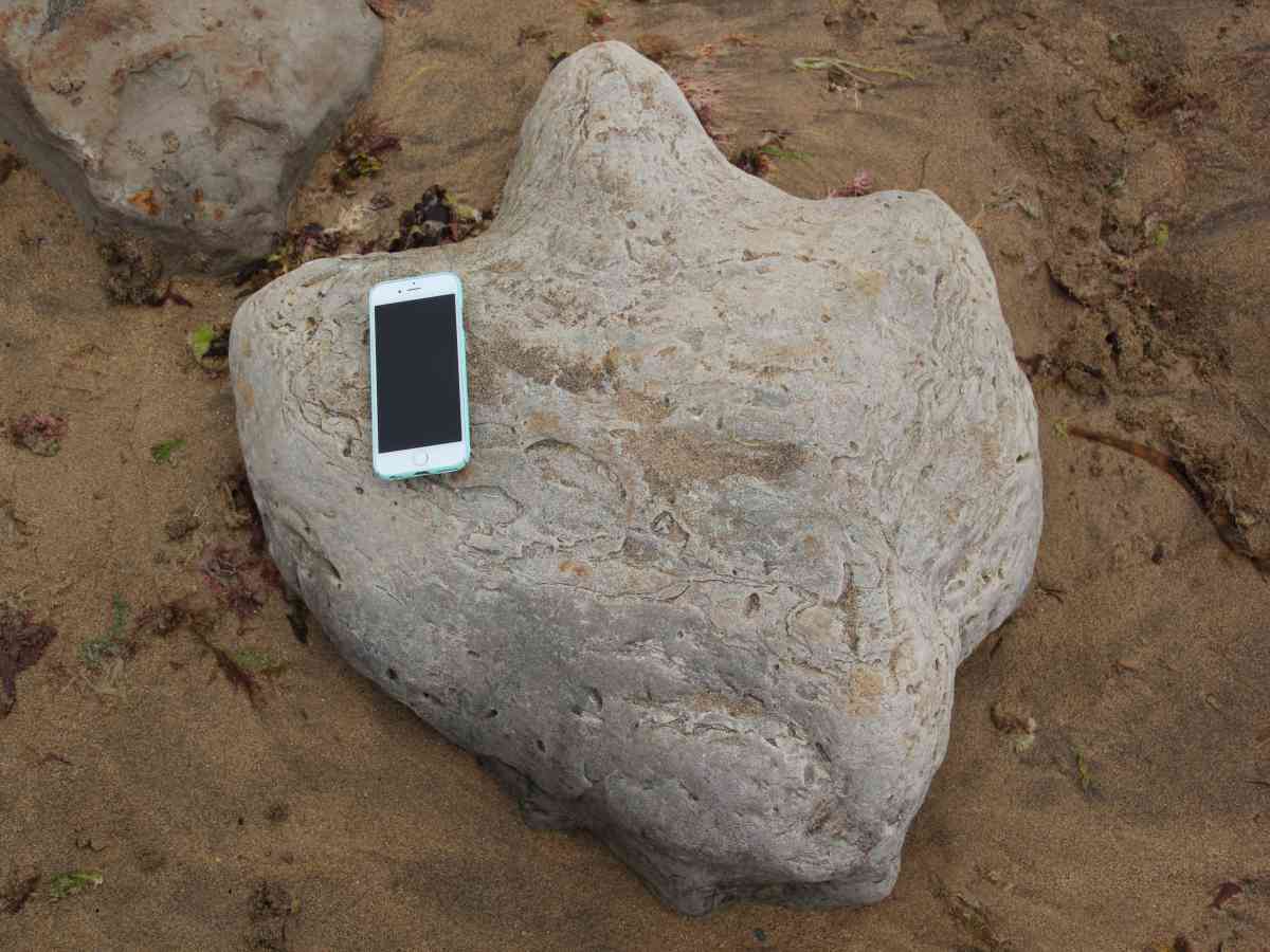 Dinosaur Expeditions picture gallery